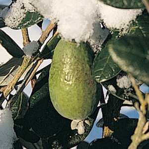 Nikita ™ Pineapple Guava