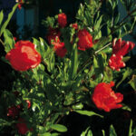Crimson Sky™ Pomegranate