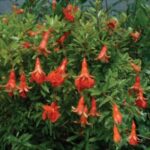 Sochi Dwarf Pomegranate