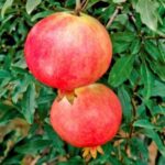 Wonderful Pomegranate fruit