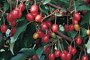Sweet Scarlet Goumi ™ large, sweet, and tasty fruit.