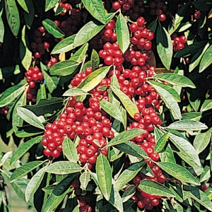 Garnet Autumn Olive ™