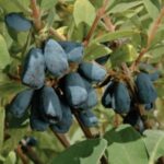 Blue Velvet Honeyberry ™ blue berries sweet tart flavorful