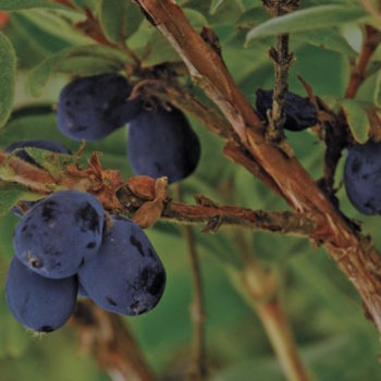 Blue Mist ™ Honeyberry – Late Blooming