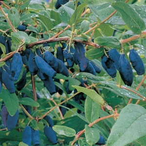 Blue Nova ™ Honeyberry – Early Blooming