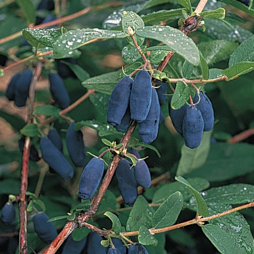 Blue Lightning ™ Honeyberry Early Blooming One Green World