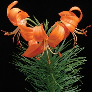 Lanzho Lily - One Green World