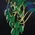 Early Cordifolia Hardy Kiwi Vine