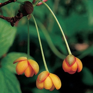 Apricot Blush™ Schisandra Vine