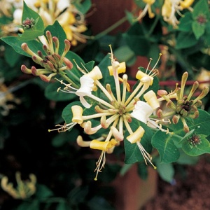 Honeysuckle