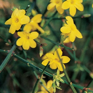 Winter Jasmine