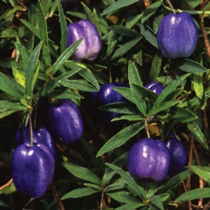 Tasmania Vine