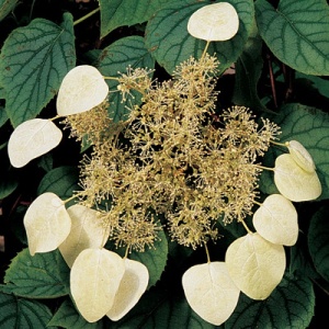 Japanese Hydrangea Vine