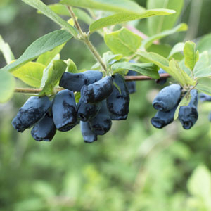 Blue Belle ™ Honeyberry – Early Blooming