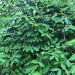 Blue Pacific Honeyberry ™