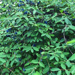 Blue Sky ™ Honeyberry – Early Blooming