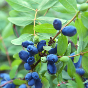 Blue Hokkaido Honeyberry ™ – Late Blooming