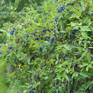 Smokey Blue ™ Honeyberry – Early Blooming