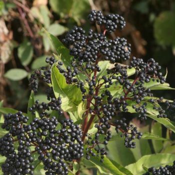 Nova American Elderberry