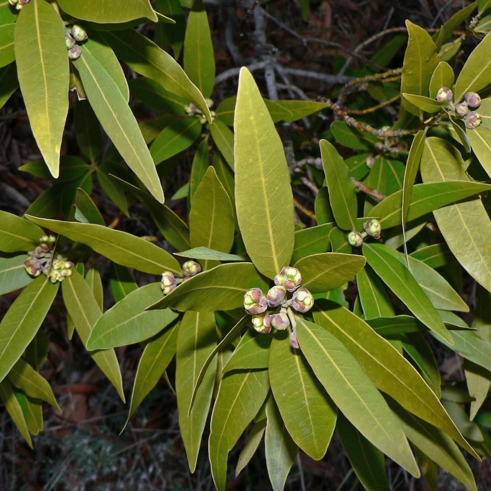 Willow Bay Bay Tree