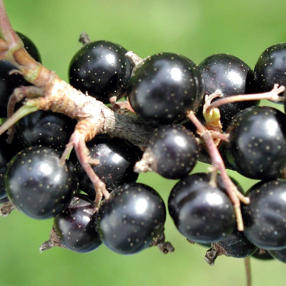 Black September black current sweet and juicy berries