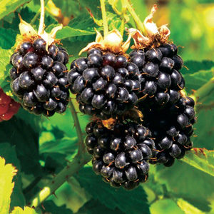 Thornless Boysenberry