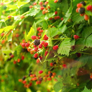 Boysenberry