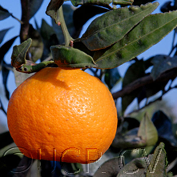 China Satsuma Citrus Tree One Green World