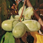 Davis Pawpaw Early Ripening