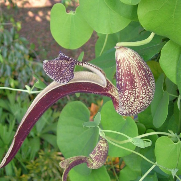 Russian Dutchman's Pipe One Green World