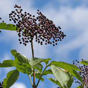 Korsor European Elderberry