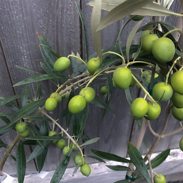 Harvest Joy Olive Tree ™ - Available at One Green World