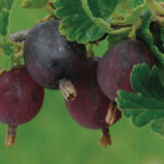 Hinnomaki Red Gooseberry