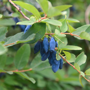 Berry Blue ™ Honeyberry- Early Blooming