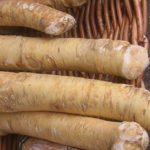 Big Top Horseradish One Green World