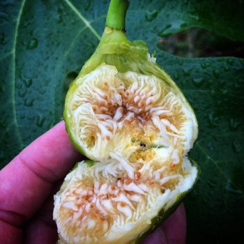 Peter’s Honey Fig Tree