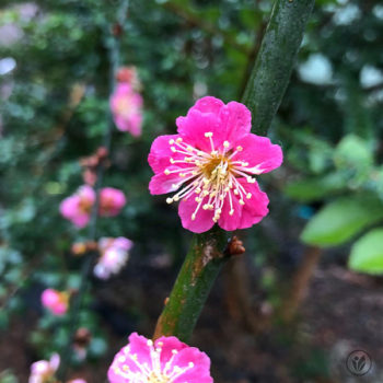 Kanko Bai Japanese Flowering Plum Tree
