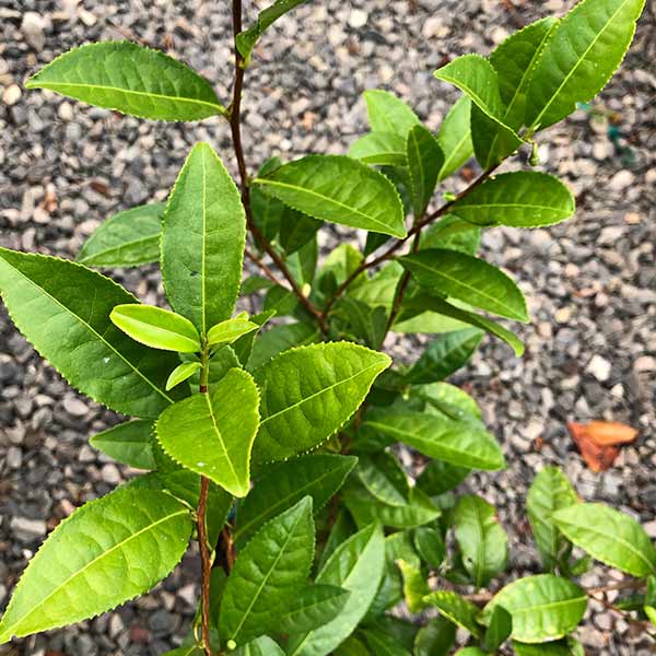 Korean Tea Seedling One Green World