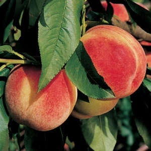 Pix Zee Miniature Peach Tree - One Green World