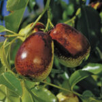 Lang Jujube