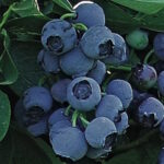 Liberty Blueberry