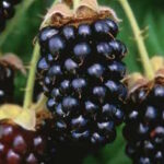 Marionberry Blackberry