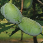 NC-1 Pawpaw Tree