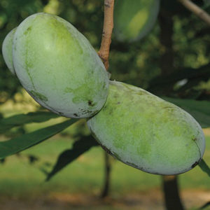NC-1 Pawpaw Tree