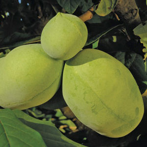 Overleese Pawpaw Tree