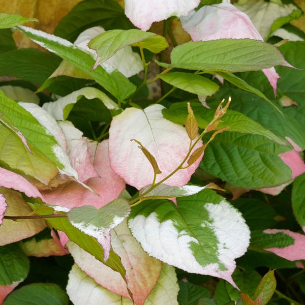 Arctic Kiwi Plants For Sale