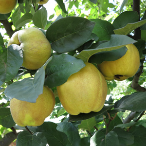 Kuganskaya Quince Fruit Tree