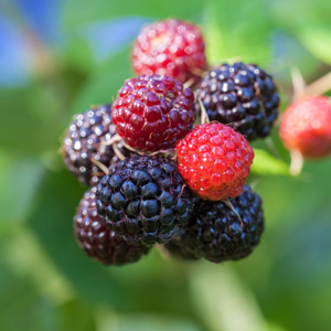 Jewel Black Raspberry Plant