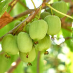 Tatyana ™ Russian Hardy Kiwi