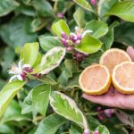 Variegated Pink Lemonade Lemon